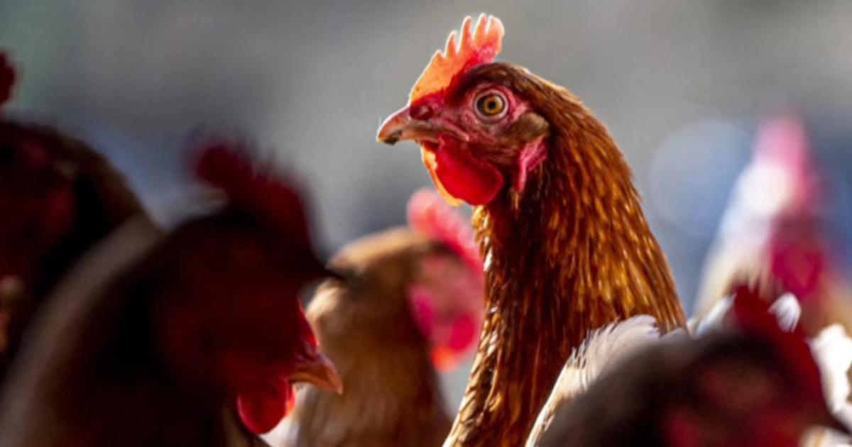 two-chickens-tested-positive-for-bird-flu-at-san-francisco-live-bird-market