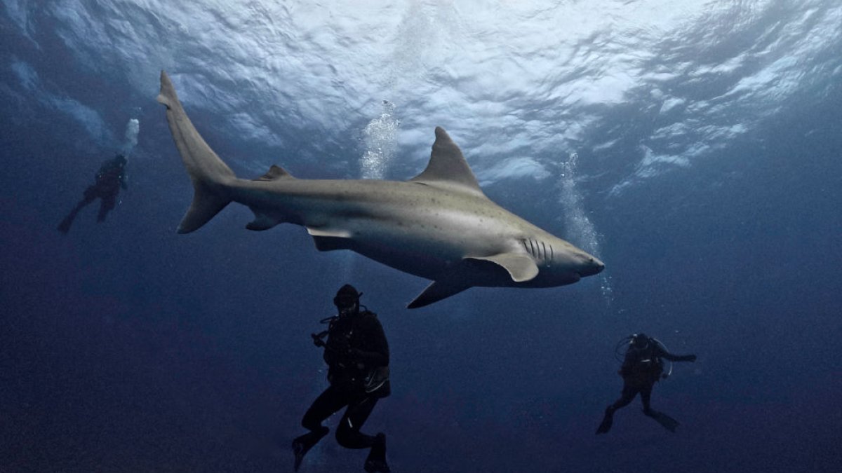 advierten-sobre-tiburones-en-playas-de-florida-tras-ataques-recientes