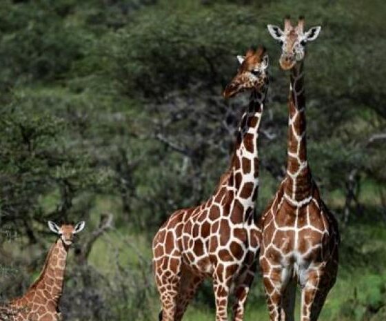 La comida y no el sexo explica el cuello de las jirafas