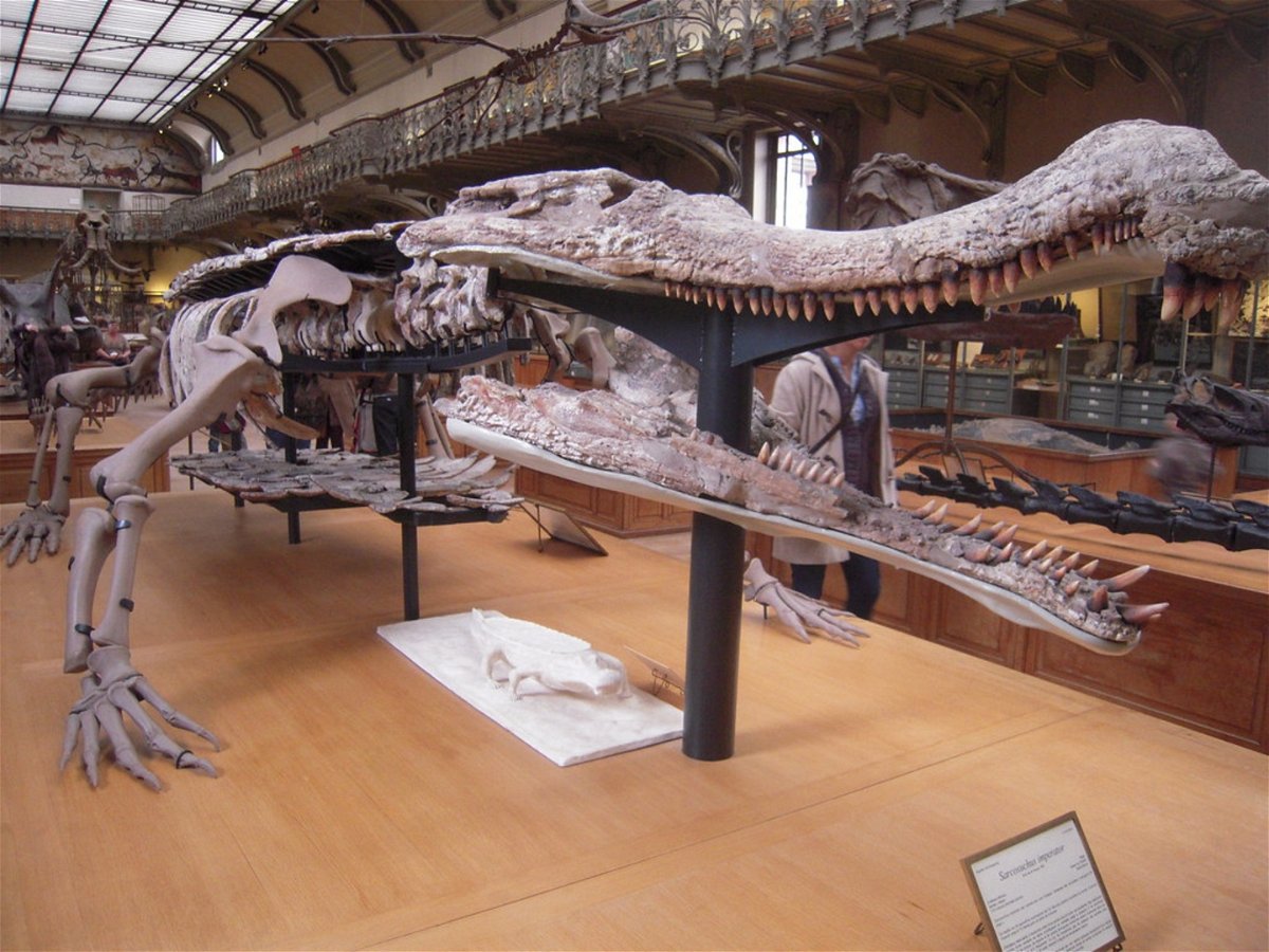 que-le-paso-al-sarcosuchus,-el-gigantesco-cocodrilo-de-12-metros-que-se-extinguio-hace-100-millones-de-anos