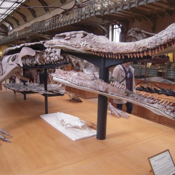 Qué le pasó al Sarcosuchus, el gigantesco cocodrilo de 12 metros que se extinguió hace 100 millones de años