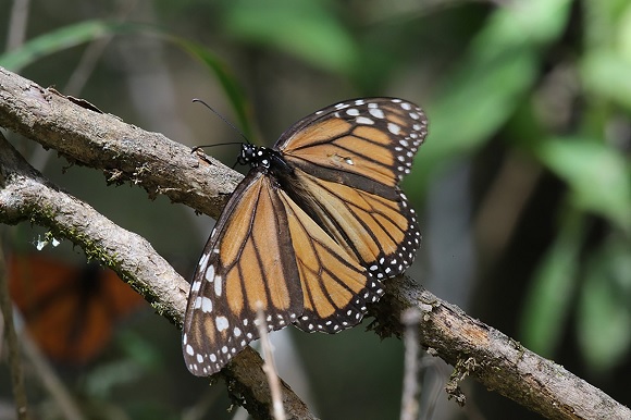 mexico,-estados-unidos-y-canada-se-reunen-para-revisar-situacion-en-la-que-se-encuentra-la-mariposa-monarca-–-imagen-agropecuaria