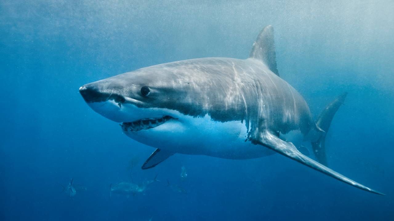 preguntas-y-curiosidades-sobre-los-tiburones-que-te-sorprenderan