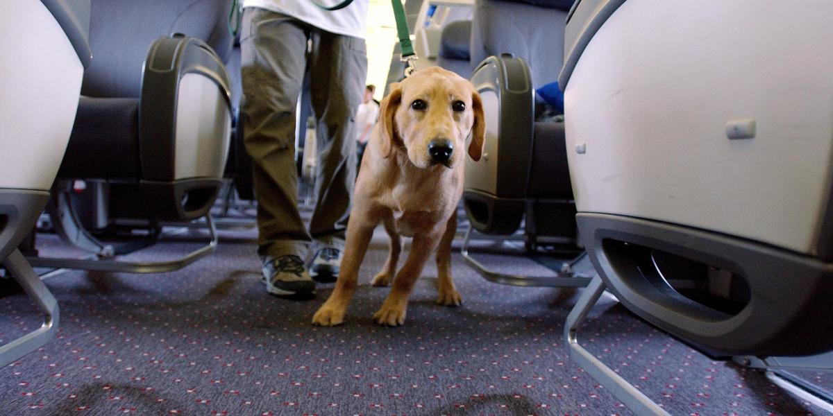 mascotas-|-¿que-necesita-un-perro-para-ingresar-en-avion-a-estados-unidos?
