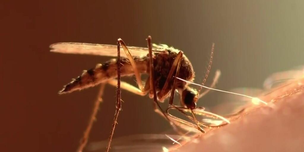 ¿Cómo prevenir el dengue y cuáles son sus síntomas? Expertos comparten consejos