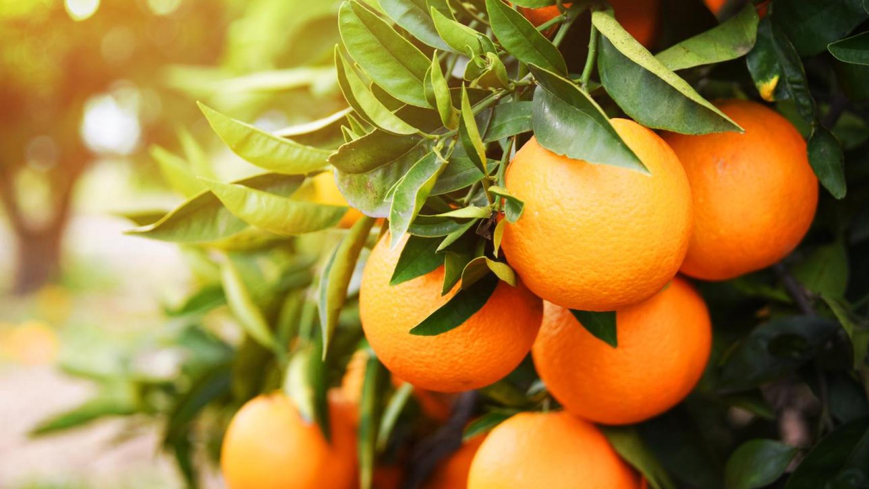 Adiós a las naranjas: estas son las personas en España que deben eliminarlas ya de la dieta