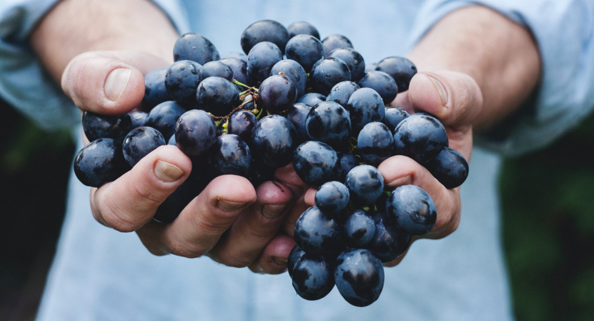 La importancia de consumir uvas: un superalimento que aporta increíbles beneficios para el cuerpo humano