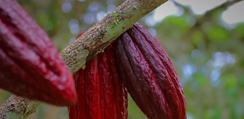 El cacao cotiza como “oro” en Ecuador y atrae al crimen organizado