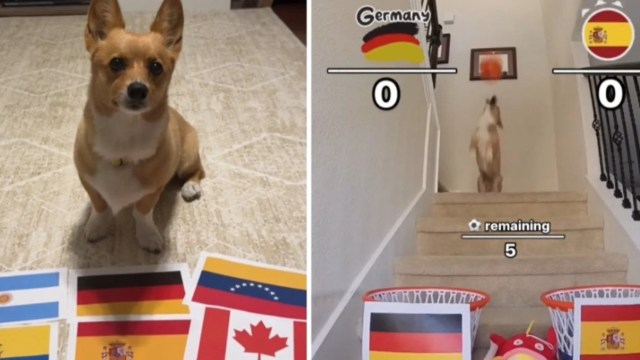 El perro que acertó la Champions predice quién será el ganador del España-Alemania