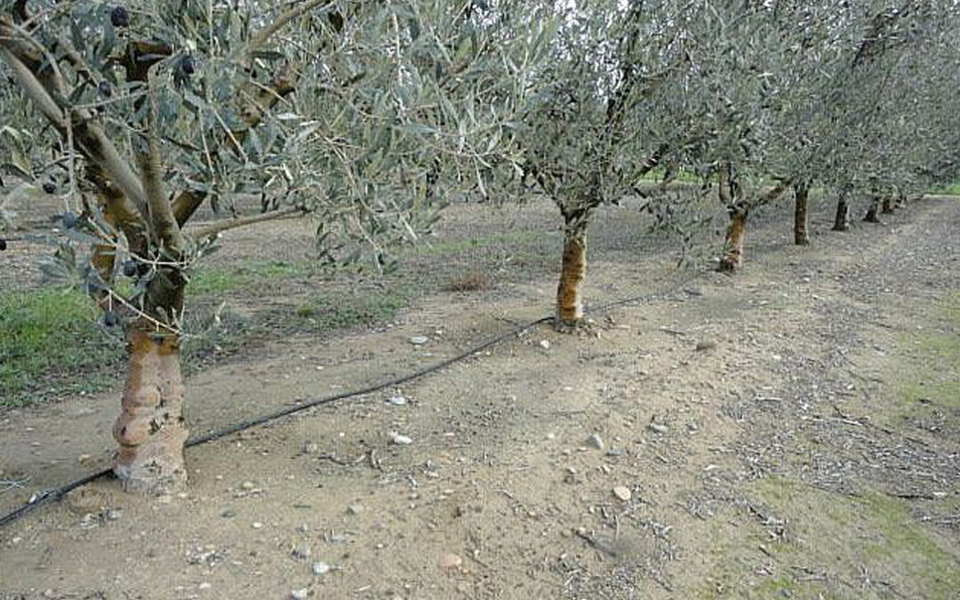 Las aguas regeneradas pueden utilizarse para el riego del olivar con plena seguridad para la salud humana y ambiental y cumple la normativa europea – Agroinformacion