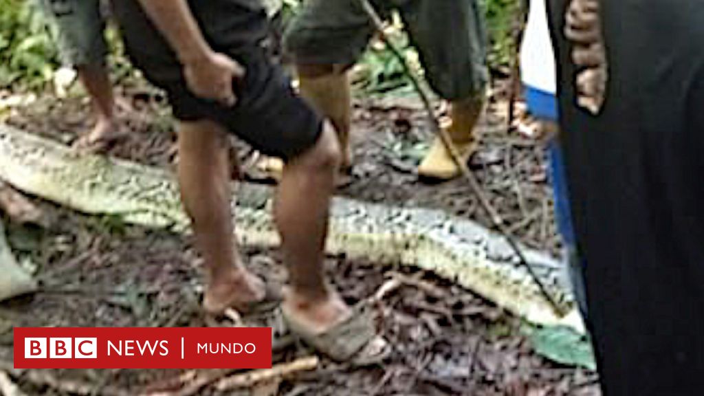 Una serpiente pitón se come a una mujer de 36 años en Indonesia – BBC News Mundo