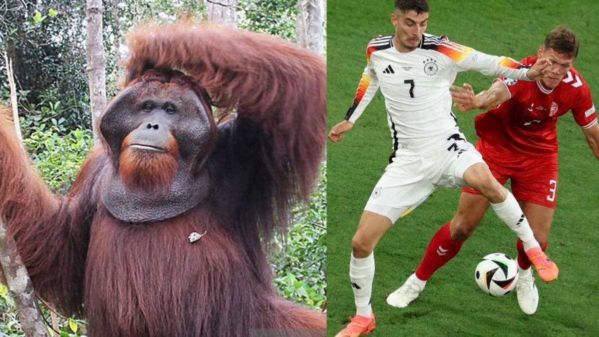 Eurocopa 2024 | Ya no es el Pulpo Paul, el orangután Walker elige al ganador del Alemania vs. España: video viral
