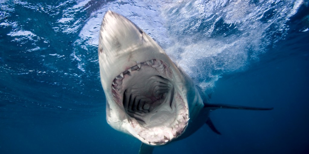 cuatro-heridos-por-ataques-de-tiburones-en-texas-y-florida-el-4-de-julio
