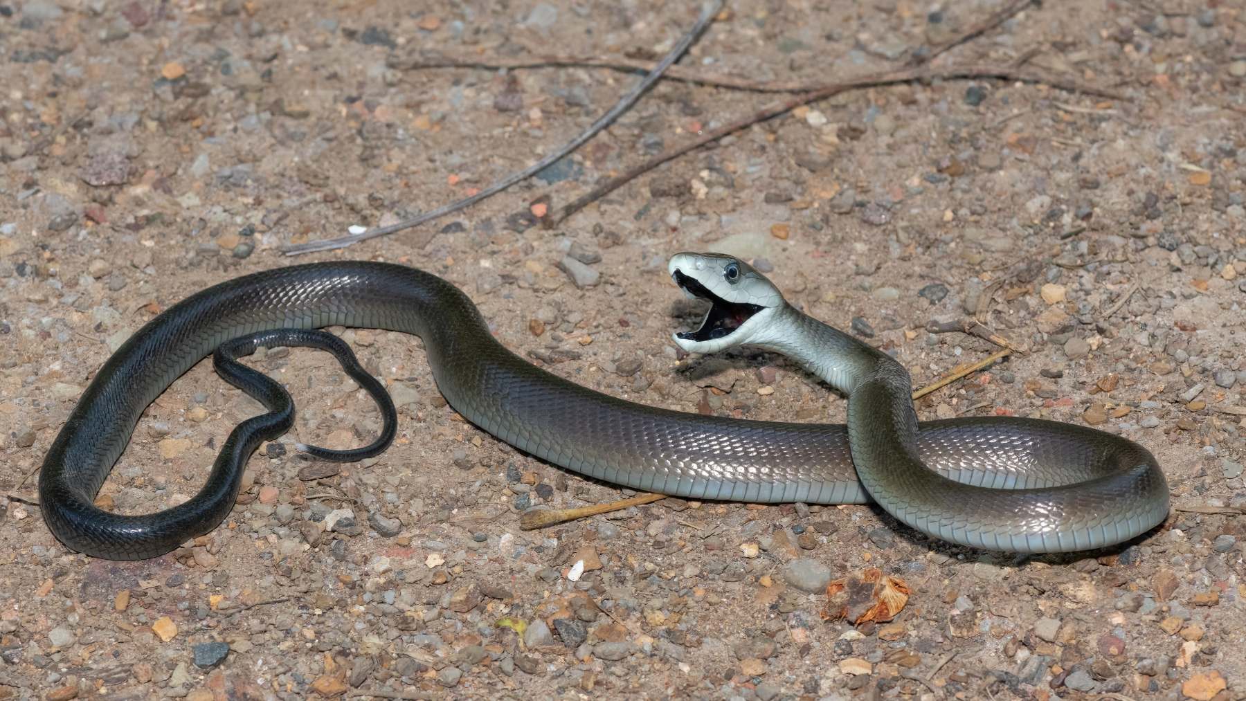 Así es la serpiente más letal: su veneno provoca la muerte