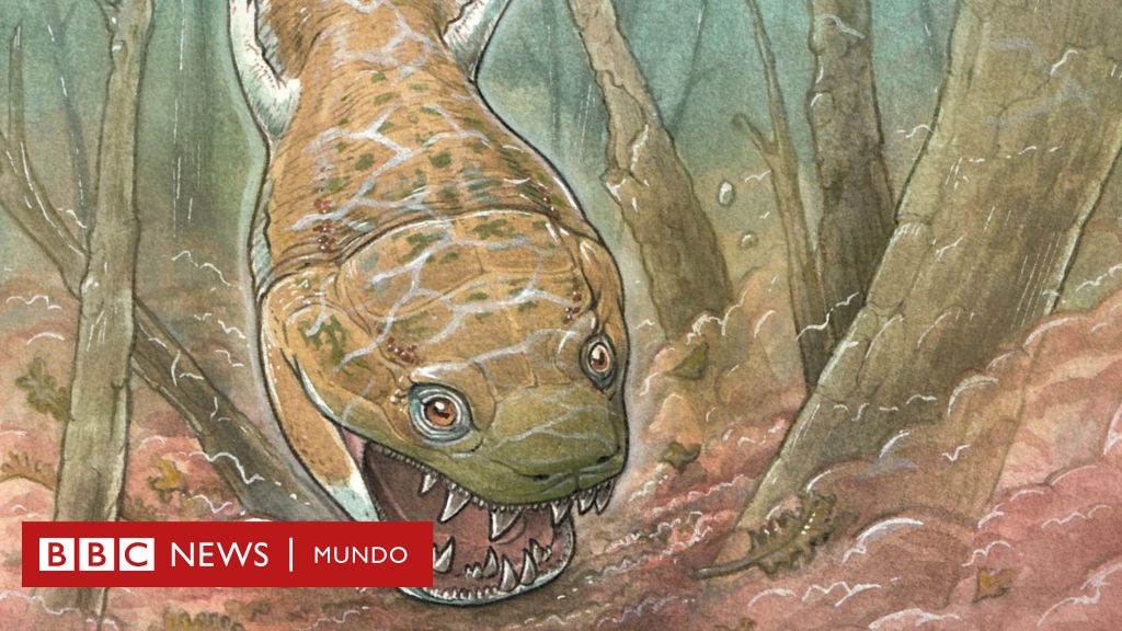 “una-salamandra-infernal”:-el-descubrimiento-del-animal-gigante-que-domino-el-planeta-antes-que-los-dinosaurios-–-bbc-news-mundo