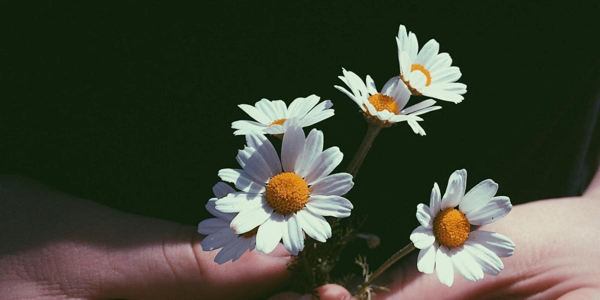 las-flores-y-su-impacto-positivo-en-el-bienestar-y-las-emociones