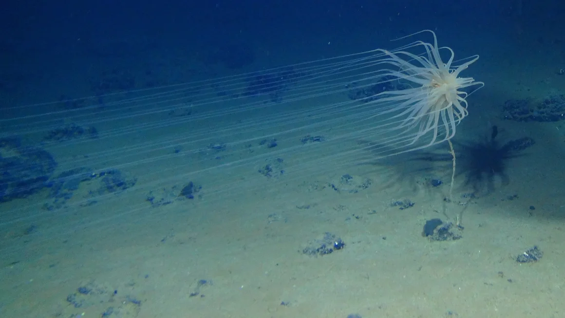 cientificos-descubren-que-se-produce-oxigeno-“oscuro”-a-4.000-metros-de-profundidad-en-el-oceano