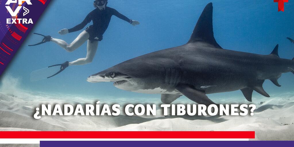 nadar-con-tiburones:-un-experto-comparte-su-experiencia-nadando-con-escualos-y-lo-que-aconseja