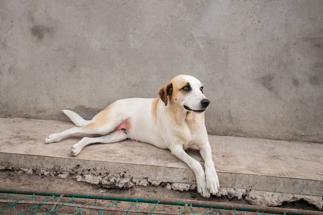 transforme-la-vida-de-los-perros-de-cuadra:-consejos-para-mejorar-su-bienestar