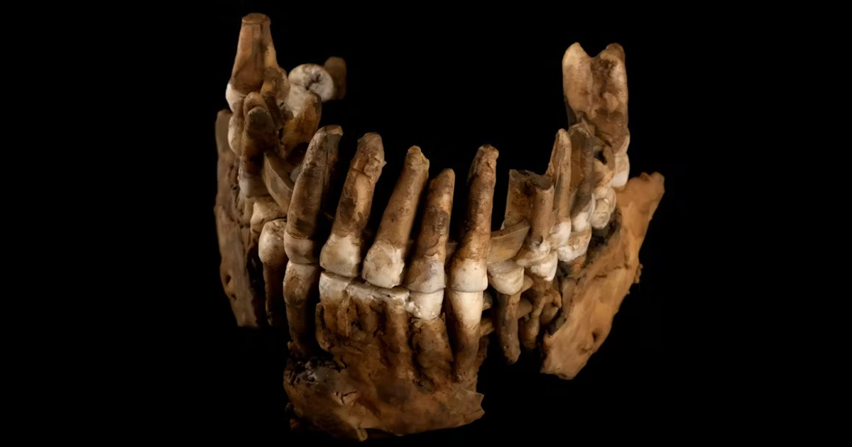 thorin,-el-neandertal-tardio-cuyo-linaje-vivio-aislado-durante-mas-de-50.000-anos