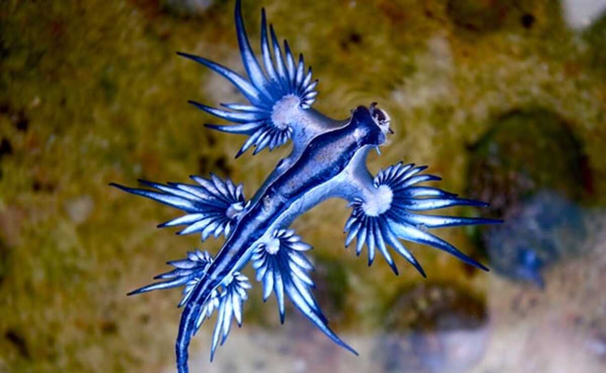 la-iberozona:-curiosidades-de-los-nudibranquios