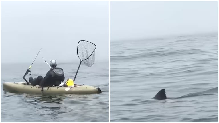 Video: pescaban en kayak en la costa de San Francisco y un gran tiburón blanco comenzó a perseguirlos