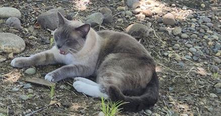 la-misteriosa-travesia-de-2-meses-y-1.448-kilometros-(900-millas)-de-un-gato-californiano-extraviado