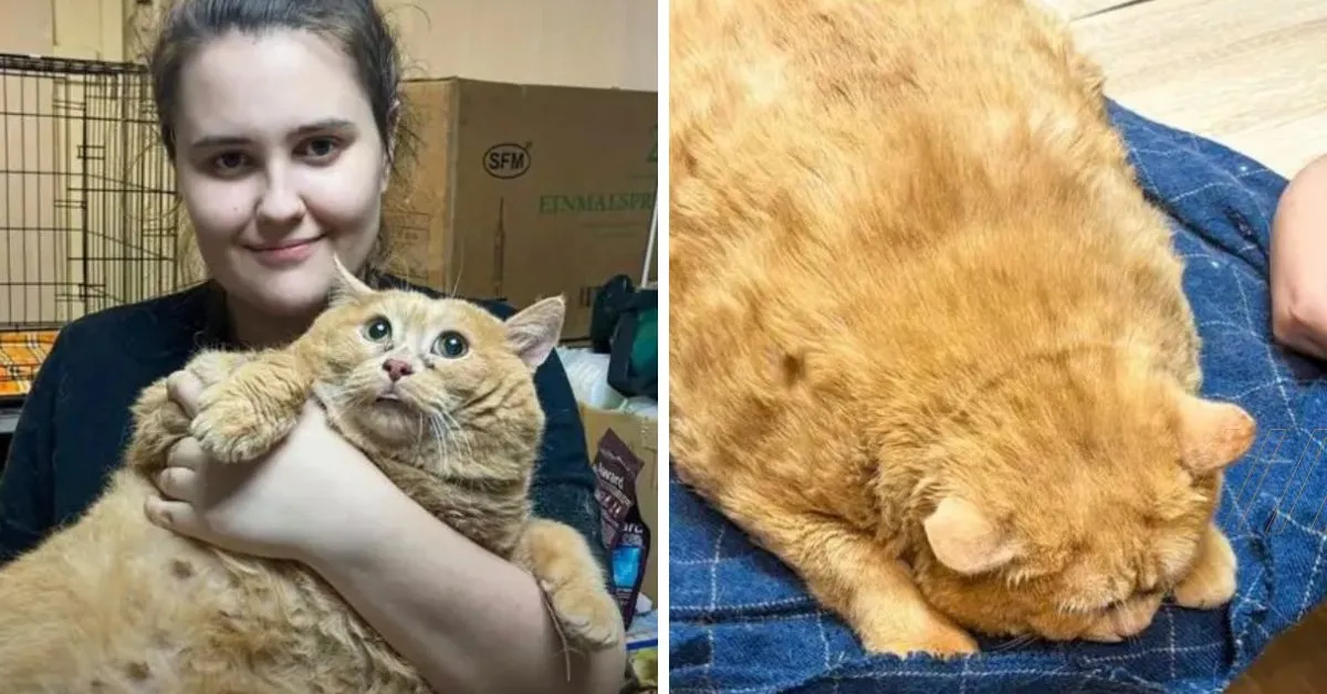 historia-de-migajas,-gato-rescatado-con-17-kilos-de-peso-y-que-se-somete-a-estricta-dieta