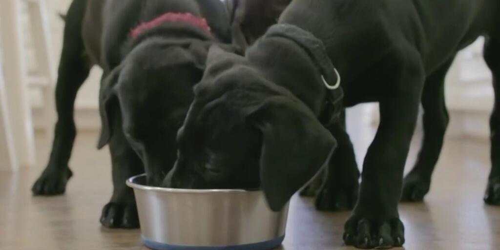 retiran-del-mercado-alimentos-para-perros-posiblemente-contaminados-con-salmonela-y-listeria