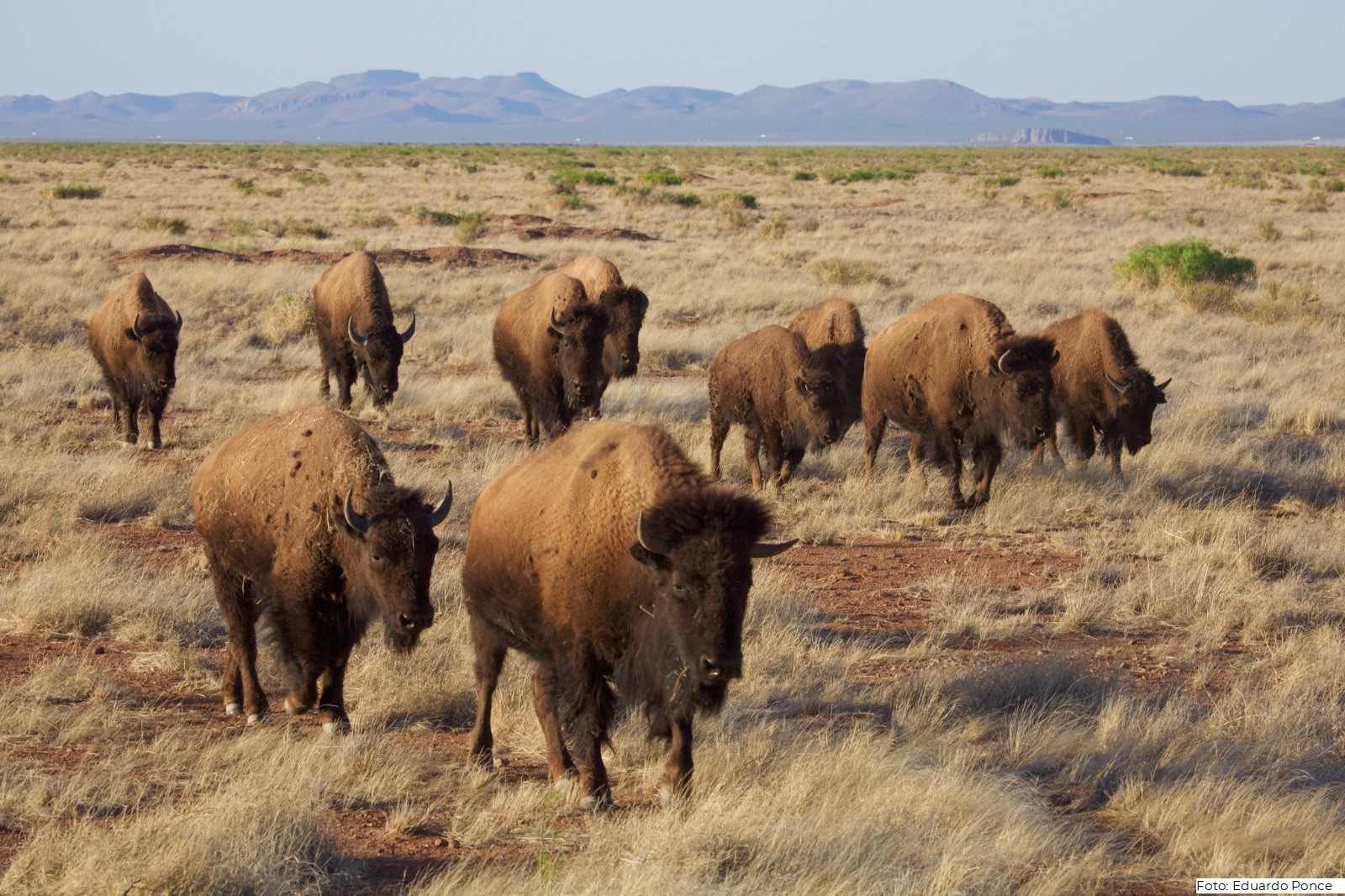 México fortalece la colaboración con Estados Unidos y Canadá para conservar al bisonte americano