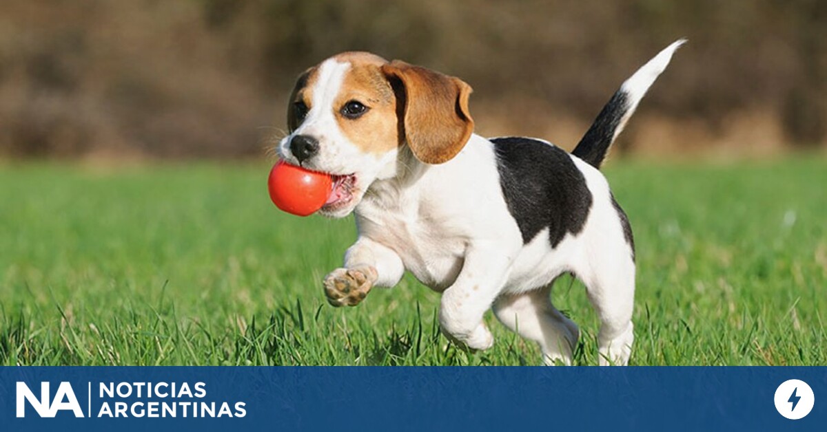 por-que-convivir-con-un-perro-trae-beneficios-para-la-salud:-las-10-razas-mas-inteligentes