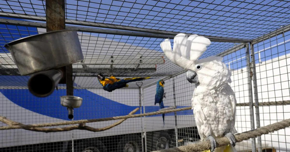 ejercicio-de-supervivencia:-una-cacatua-resiste-durante-cuatro-semanas-en-un-supermercado-a-base-de-brioche