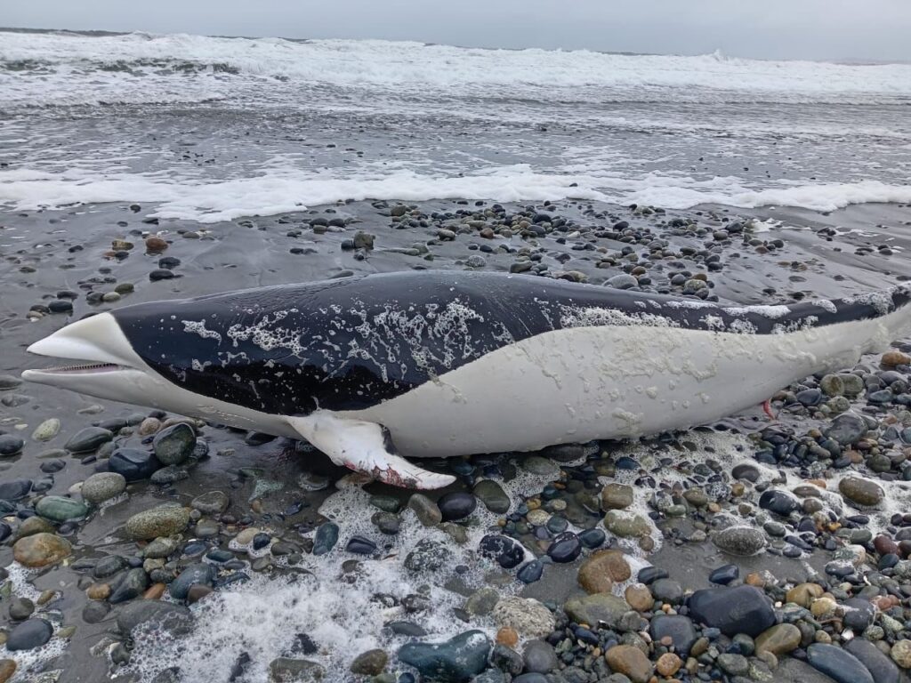 hito-para-la-medicina-veterinaria:-por-primera-vez,-realizan-resonancia-magnetica-a-delfin-liso-del-sur-en-chile-|-ladera-sur