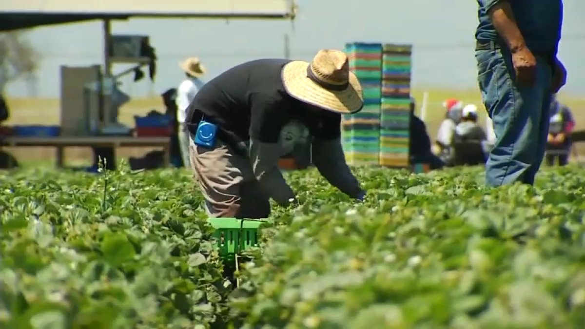 trabajadores-del-campo-del-area-de-la-bahia-temen-ante-posibles-deportaciones-masivas