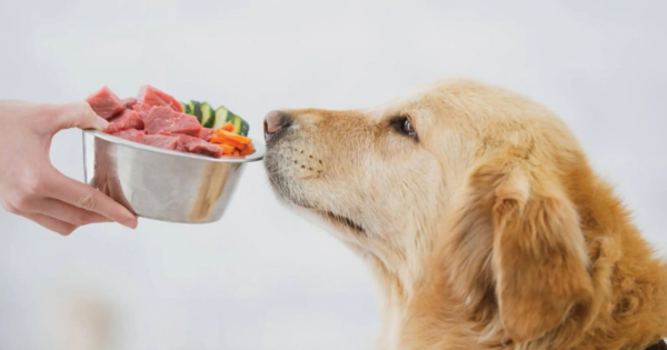 Nunca lo hagas: los 7 alimentos que no le debes dar a tu perro porque podra intoxicarlo