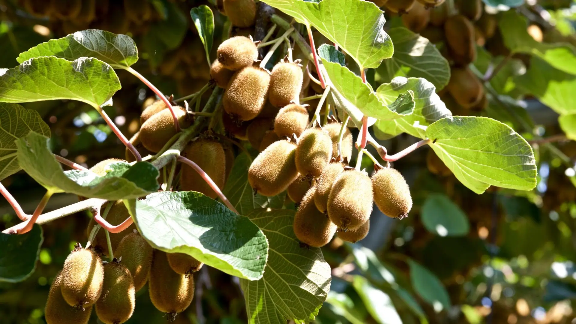 Oro verde: la fruta perfecta para producir colágeno y vitamina C que refuerza las articulaciones y los huesos