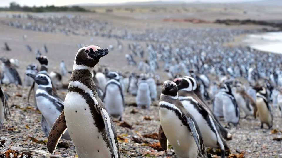 Punta Tombo: “Un hito para la justicia ambiental” | El inédito veredicto por la masacre de cientos de pingüinos en Chubut