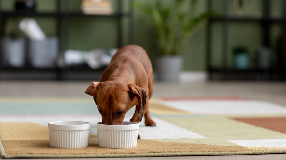 Los probióticos ayudan a los perros que consumen dietas altas en grasa a evitar problemas de salud | PortalVeterinaria