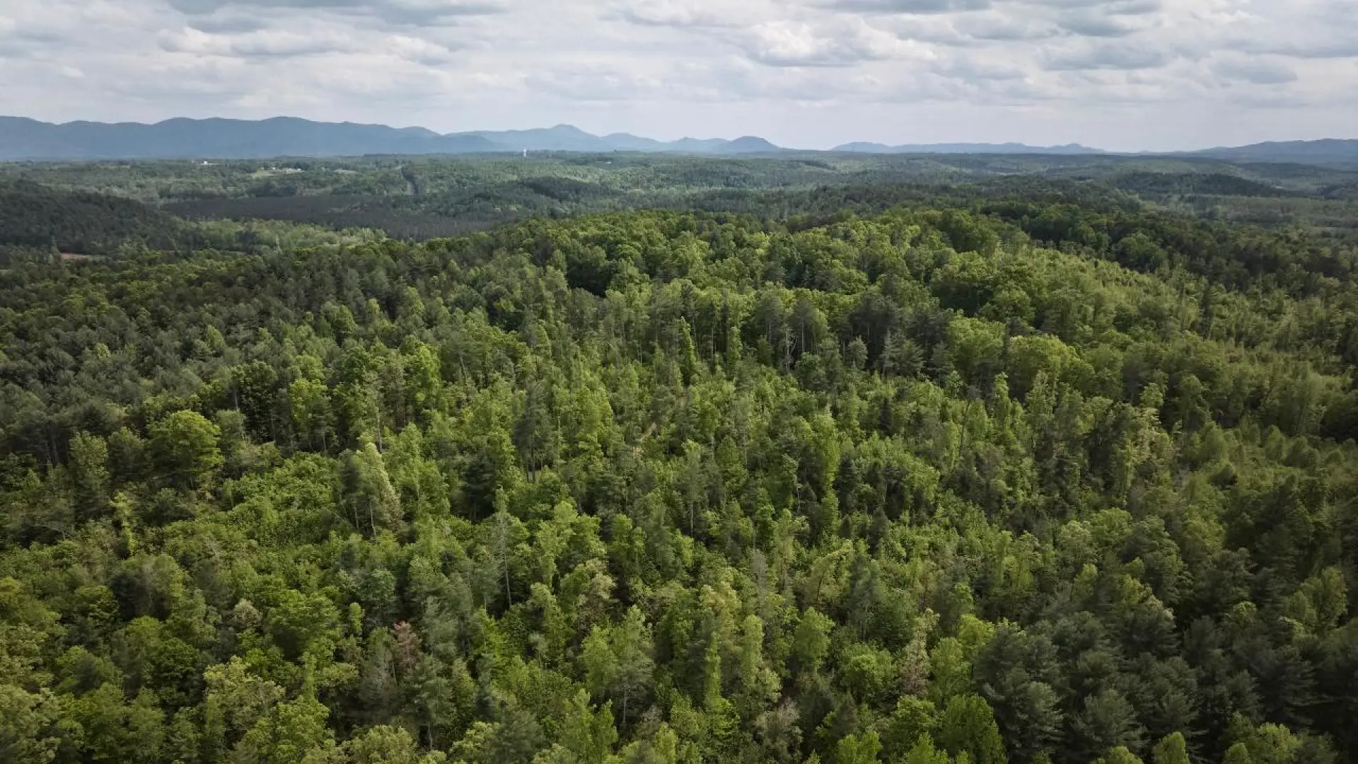 Pensilvania, el estado donde el comercio de la madera protege al mayor bosque de EE.UU.