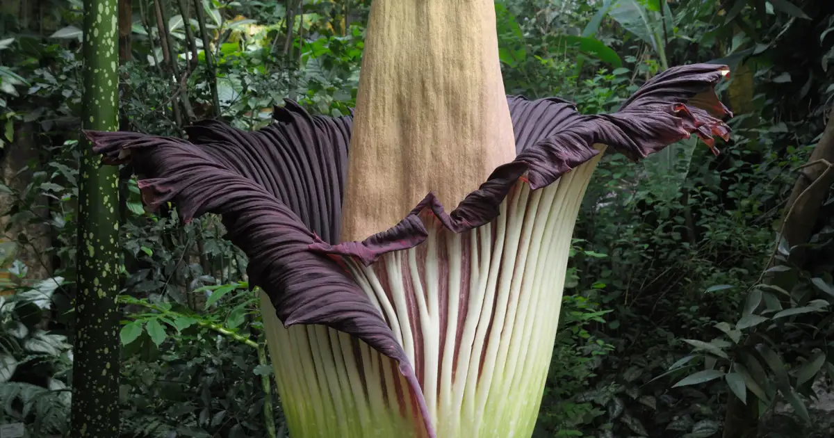 ¿Por qué la flor cadáver huele a carne podrida? La ciencia acaba de descubrirlo