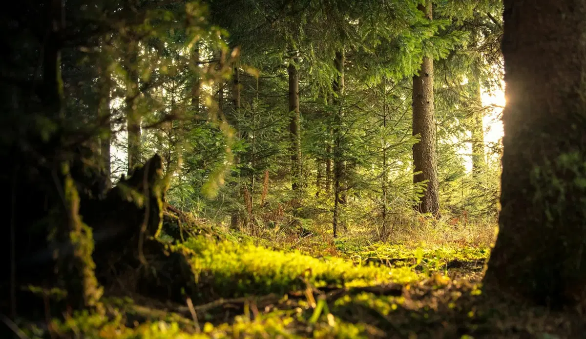 Un bosque se convierte de forma oficial en el organismo vivo más grande y antiguo del planeta Tierra