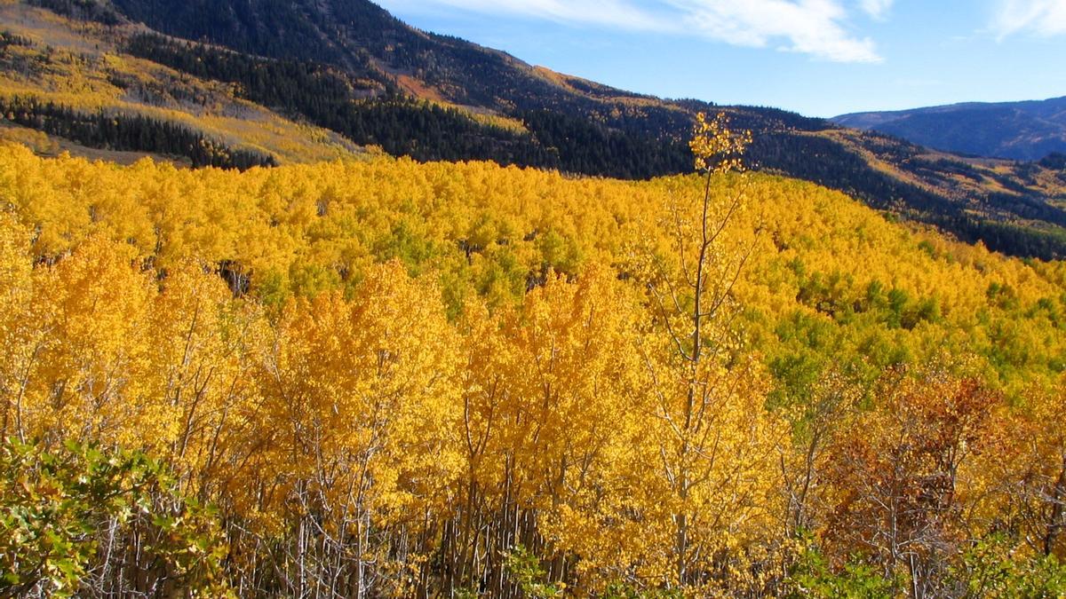 Este bosque de 47.000 árboles es en realidad un único ser vivo de al menos 16.000 años de edad