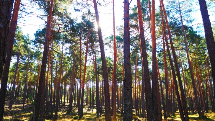 La Junta de Castilla y León impulsa la gestión forestal en 3,3 millones de hectáreas de montes privados para combatir el reto demográfico y proteger el medioambiente – Agronews