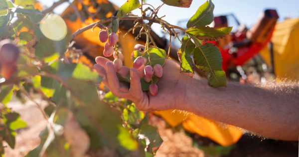 Ni nueces ni avellanas: el fruto seco para tener ojo de lince, evitar los dolores musculares y prevenir la diabetes