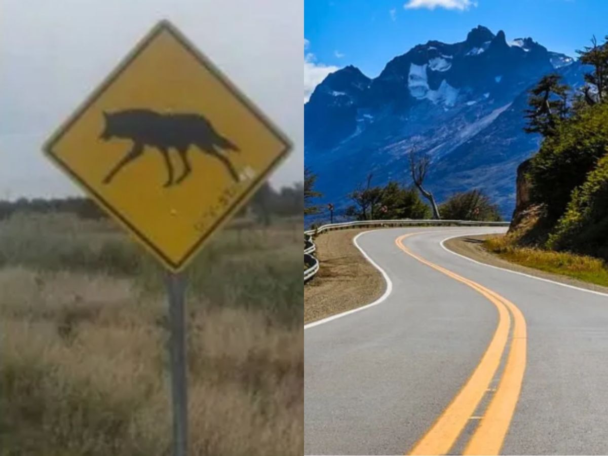 Qué significa la señal de tránsito que tiene un animal y es de vital importancia en las rutas argentinas