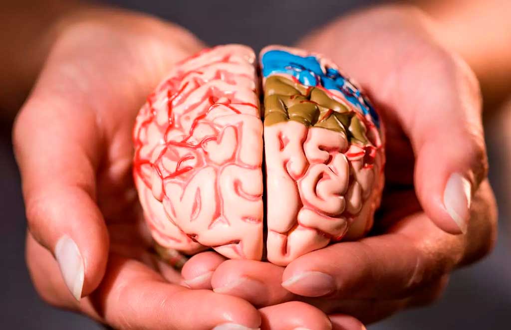 Nuevas evidencias sobre el tamaño del cerebro humano – Noticias Prensa Latina