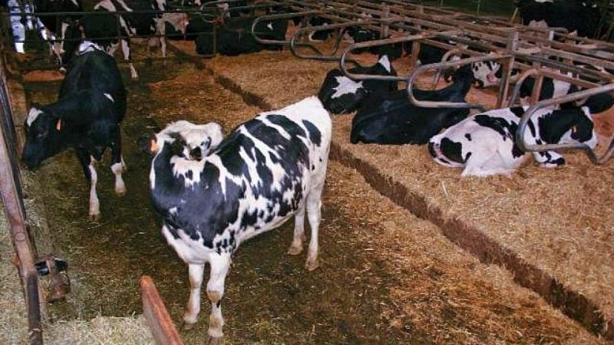 la-vision-por-computadora-3d-como-herramienta-para-medir-el-comportamiento-y-bienestar-de-las-vacas-lecheras-|-portalveterinaria