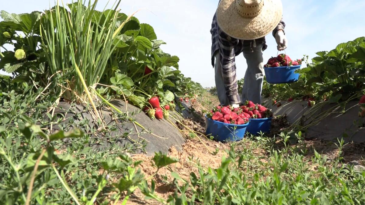 Opinión: Si Trump deporta a los trabajadores agrícolas, ¿quién quedará para recoger las cosechas de California?