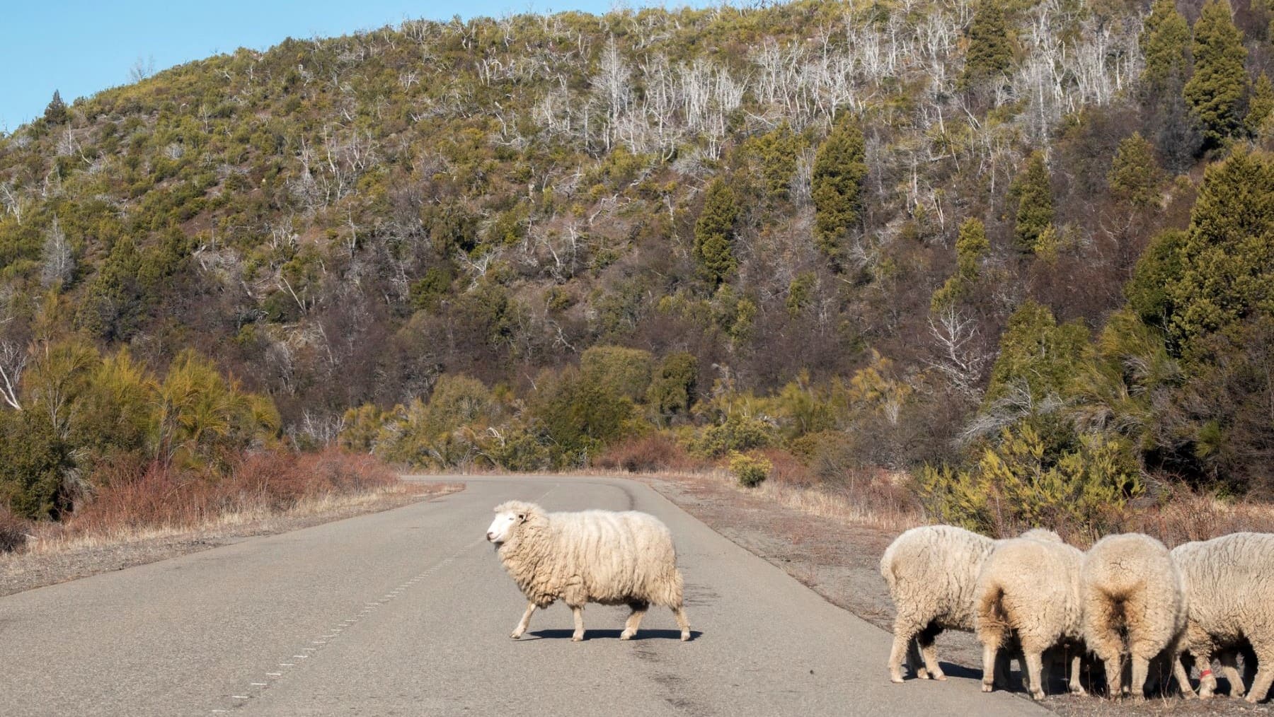 La aplicación de medidas espejo en productos agrícolas y ganaderos importados por la UE mejoraría el medioambiente