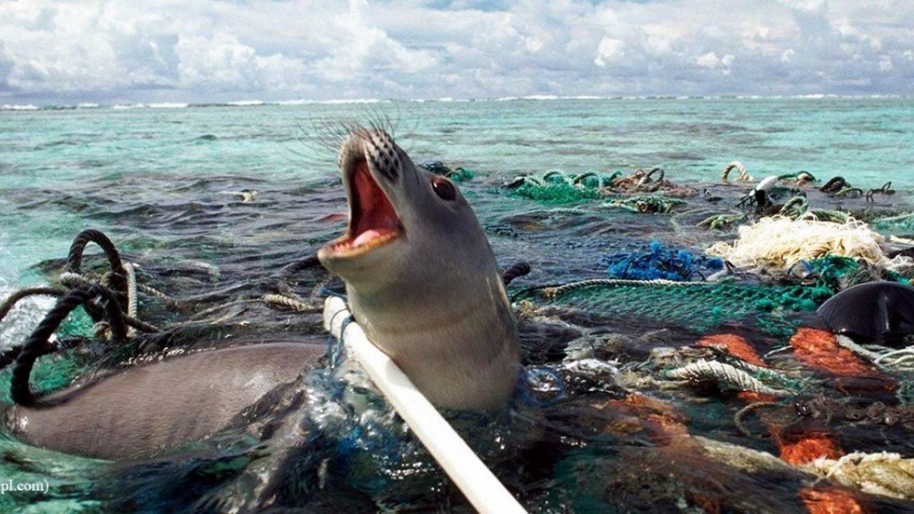 De qué se trata el desarrollo que cambiaría el impacto ambiental del plástico